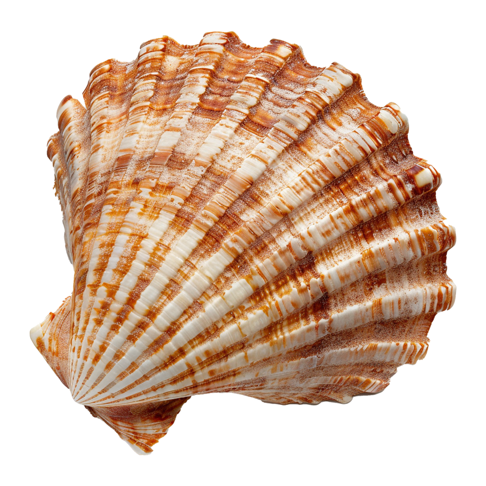 Sea shell isolated on transparent background png