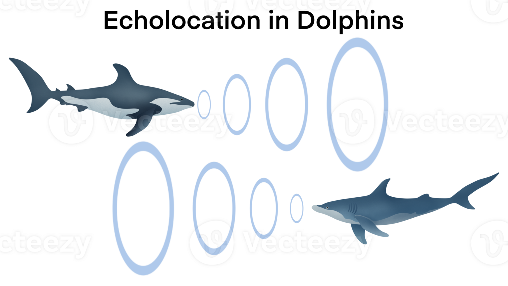 echolocation in dolphins, Dolphins hunt their prey by making high pitched sounds and listening for echoes, Dolphin emitting sonar , echolocation signals. Cetacean sends sonar signals sound waves png