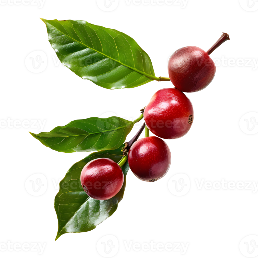 Fresh coffee fruits on stalk with leaves isolated on transparent background for vibrant natural designs png