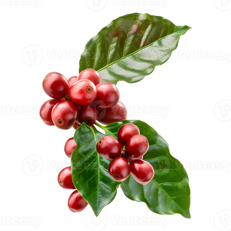 Fresh coffee fruits on stalk with leaves isolated on transparent background for vibrant natural designs png