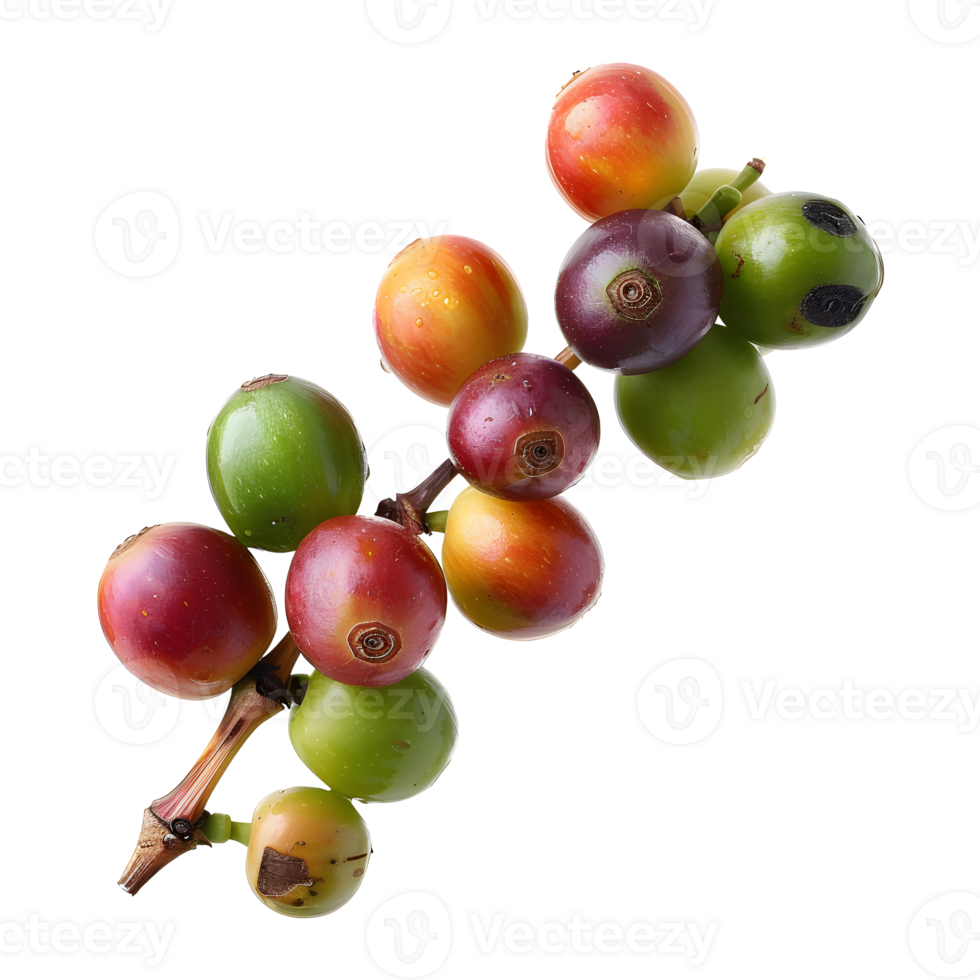 Fresh coffee fruits on stalk with leaves isolated on transparent background for vibrant natural designs png