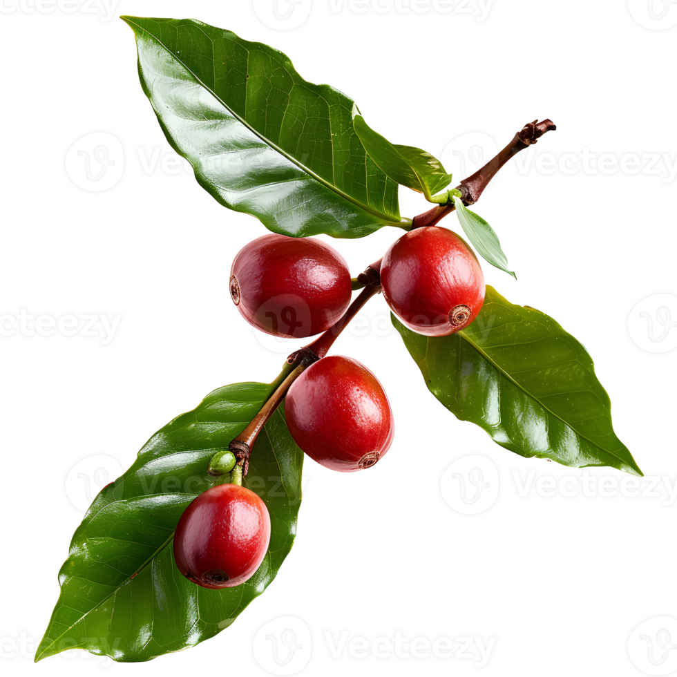 Fresh coffee fruits on stalk with leaves isolated on transparent background for vibrant natural designs png
