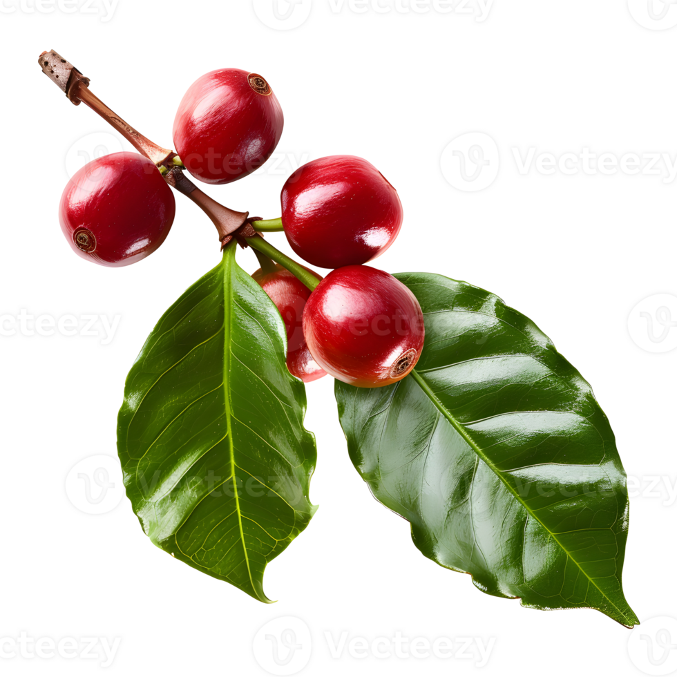 Fresh coffee fruits on stalk with leaves isolated on transparent background for vibrant natural designs png