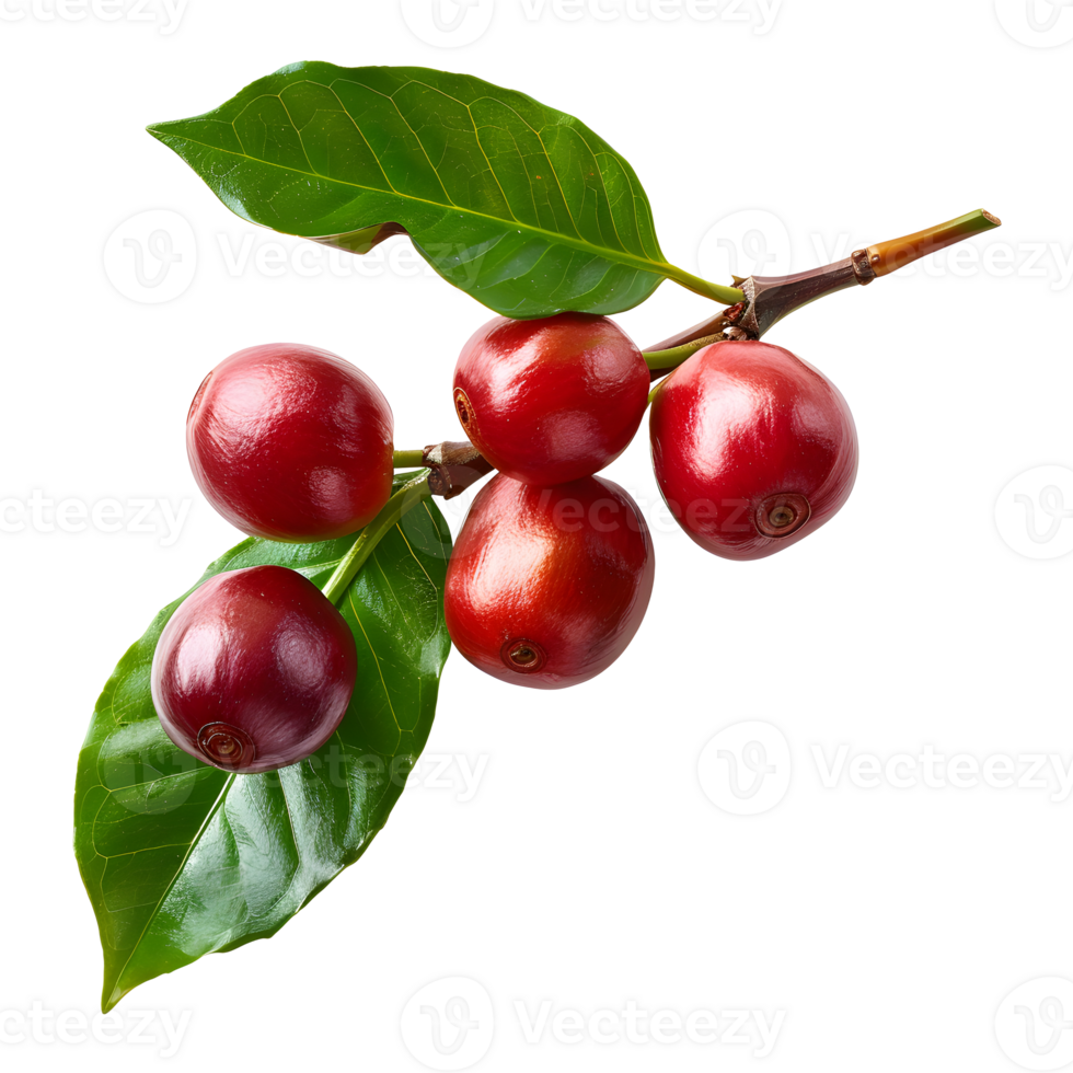 Fresh coffee fruits on stalk with leaves isolated on transparent background for vibrant natural designs png