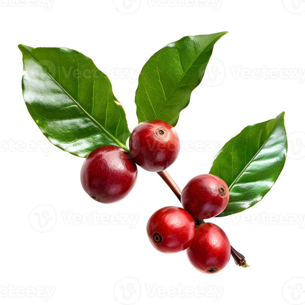 Fresh coffee fruits on stalk with leaves isolated on transparent background for vibrant natural designs png