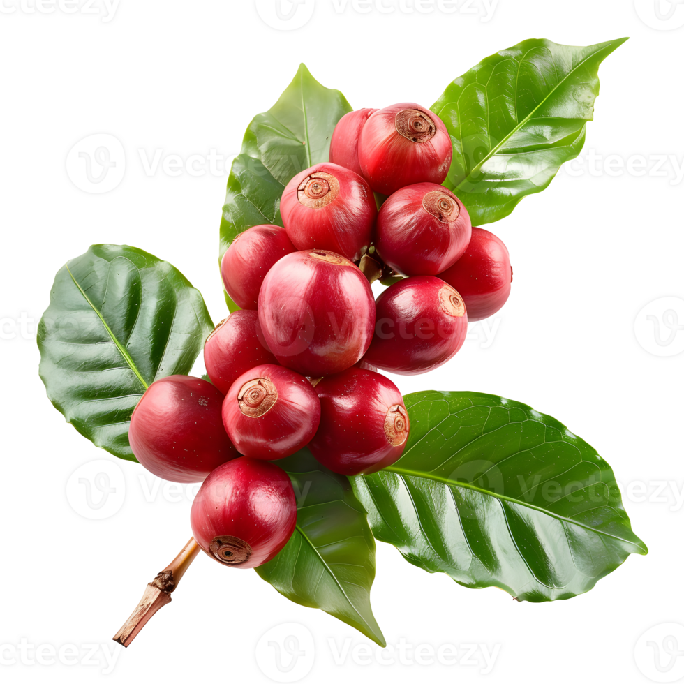 Fresh coffee fruits on stalk with leaves isolated on transparent background for vibrant natural designs png