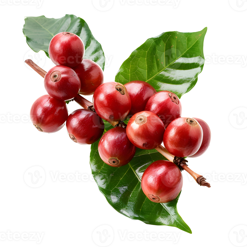 Fresh coffee fruits on stalk with leaves isolated on transparent background for vibrant natural designs png