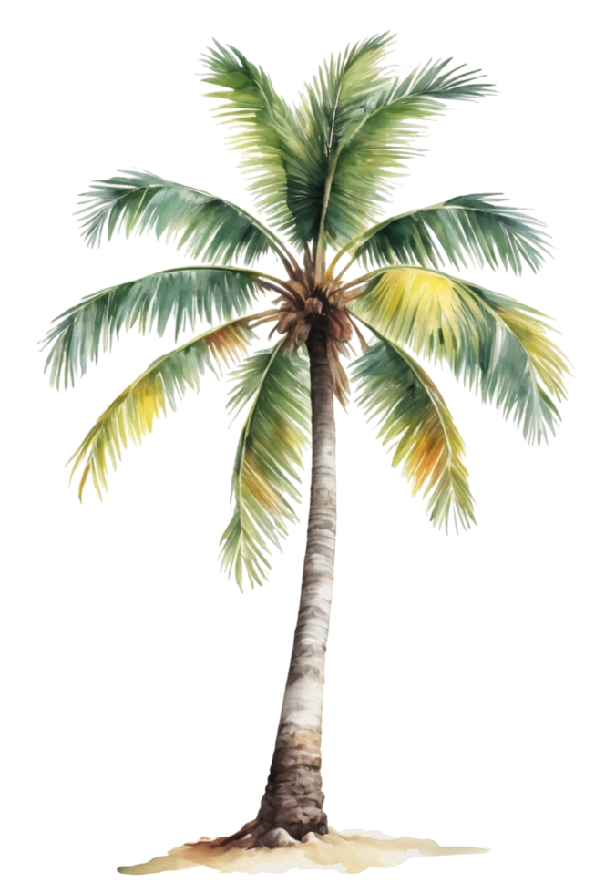 watercolor palm tree transparent background png