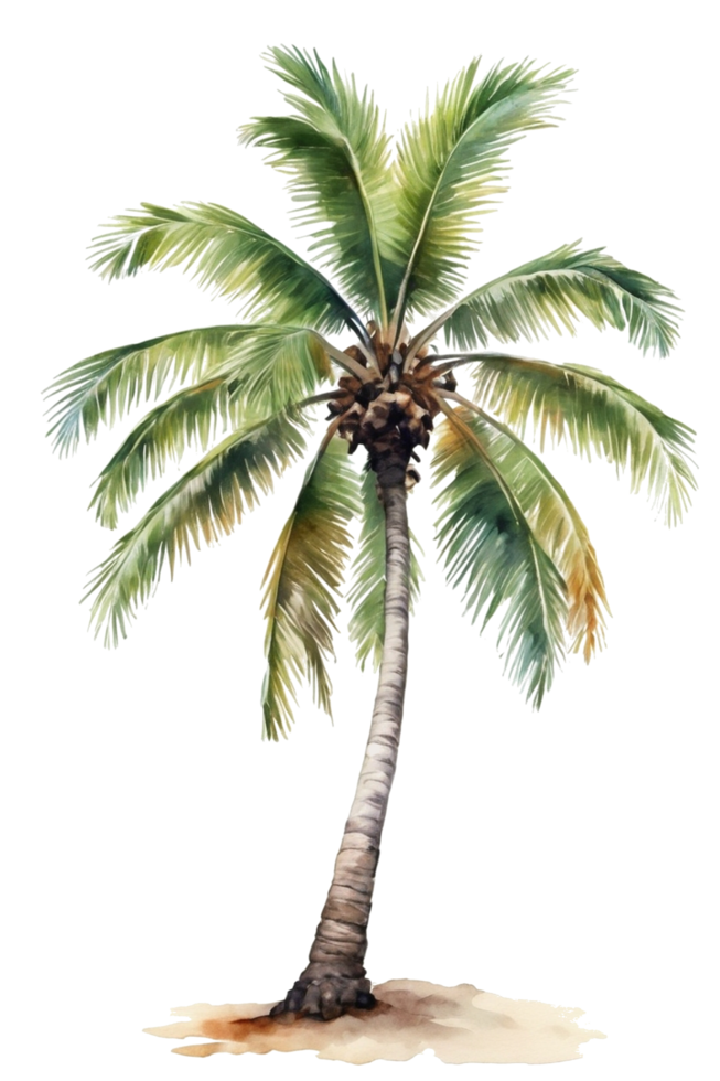 watercolor palm tree transparent background png