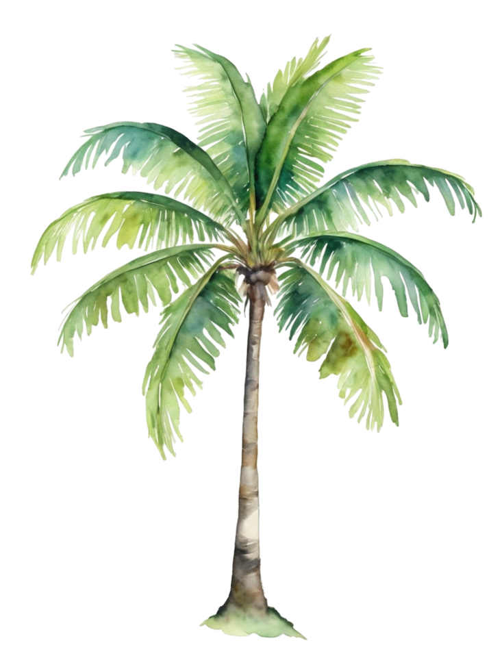 watercolor palm tree transparent background png