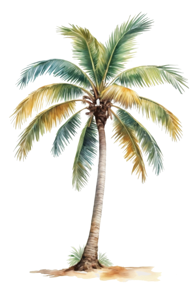 watercolor palm tree transparent background png