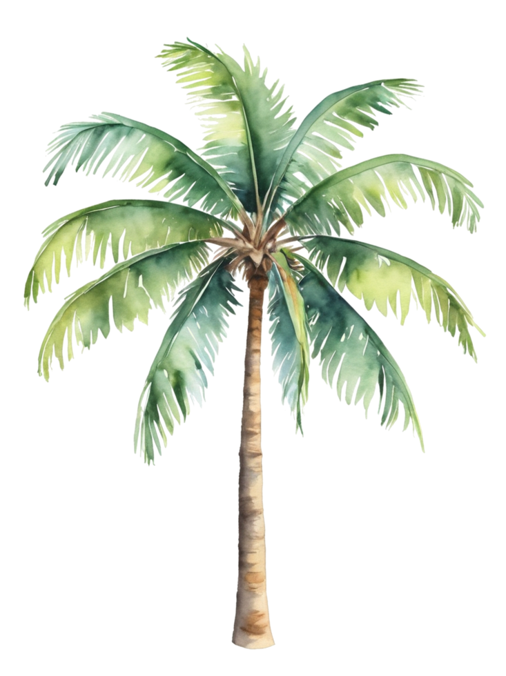 watercolor palm tree transparent background png