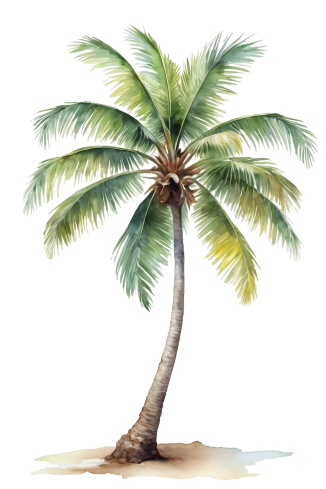 watercolor palm tree transparent background png