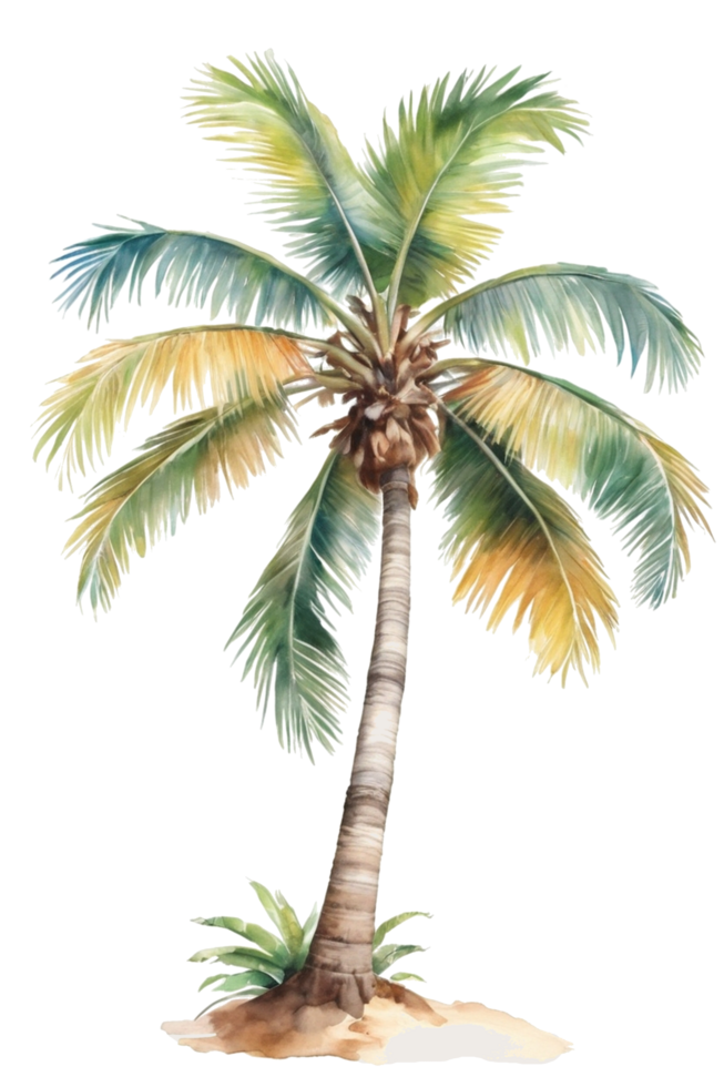 watercolor palm tree transparent background png