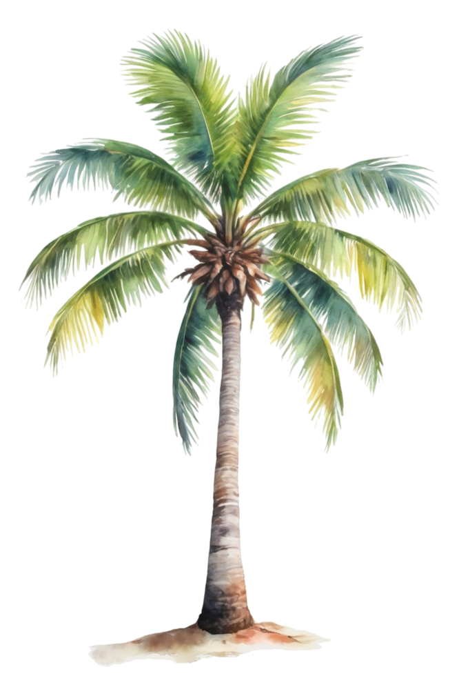 watercolor palm tree transparent background png