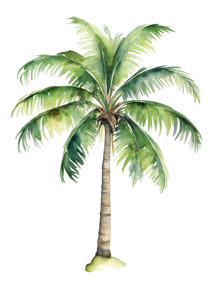 watercolor palm tree transparent background png
