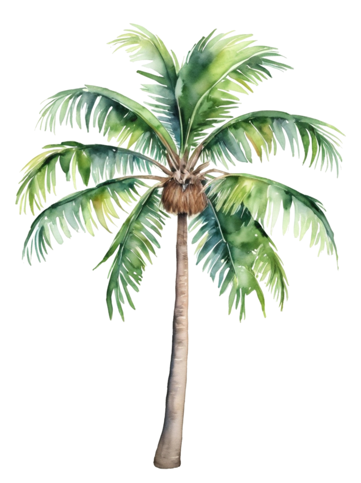 watercolor palm tree transparent background png
