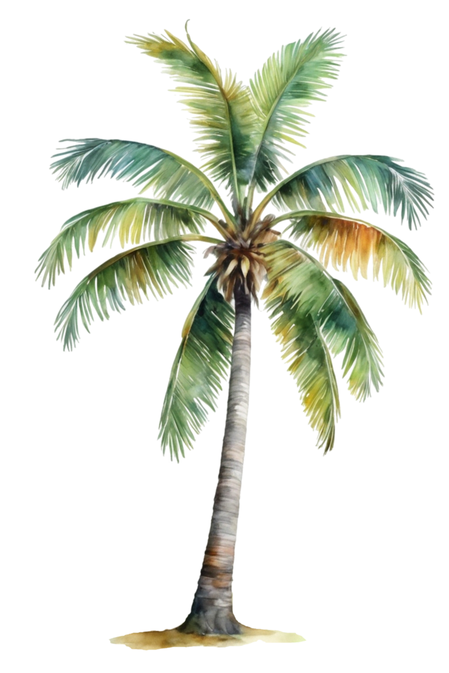 watercolor palm tree transparent background png
