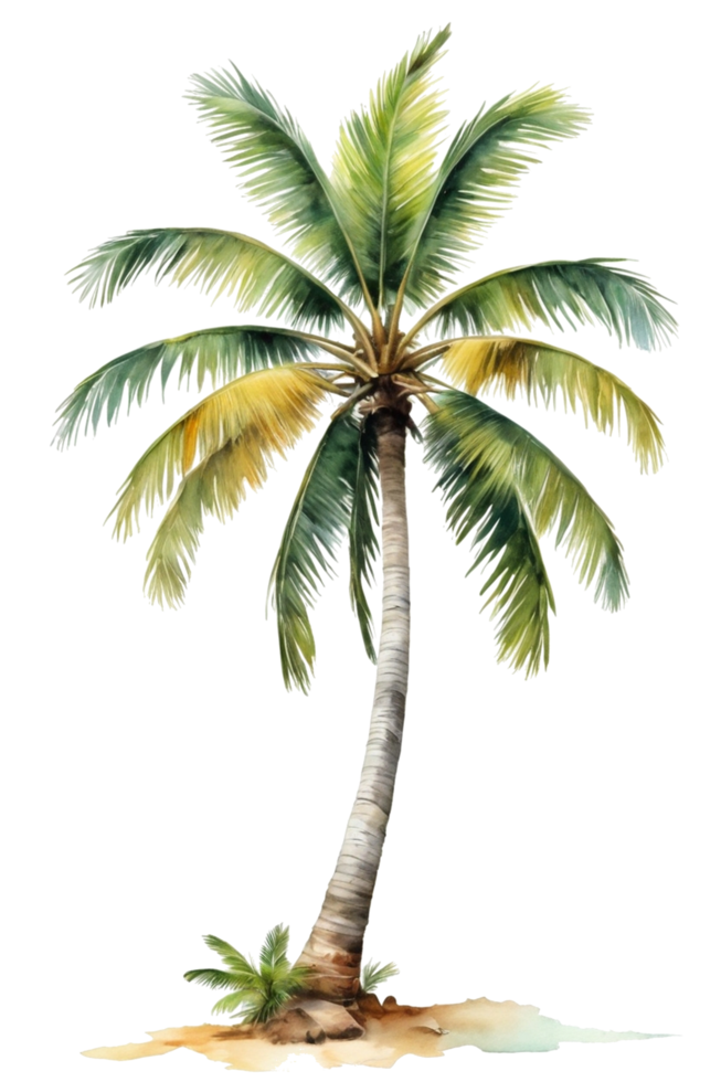 watercolor palm tree transparent background png
