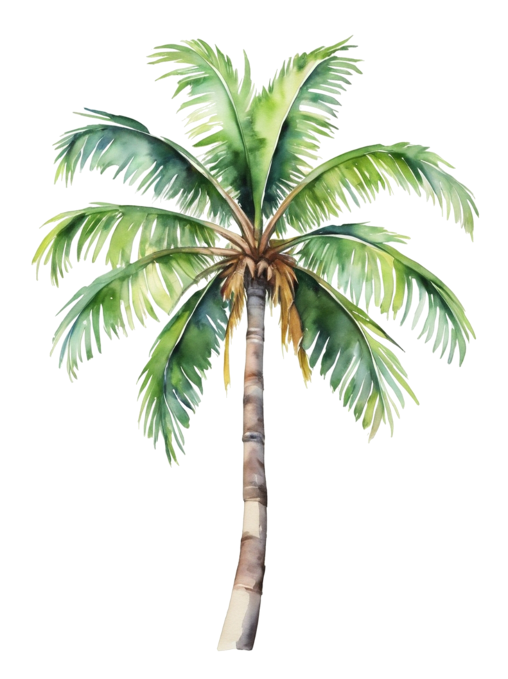 watercolor palm tree transparent background png
