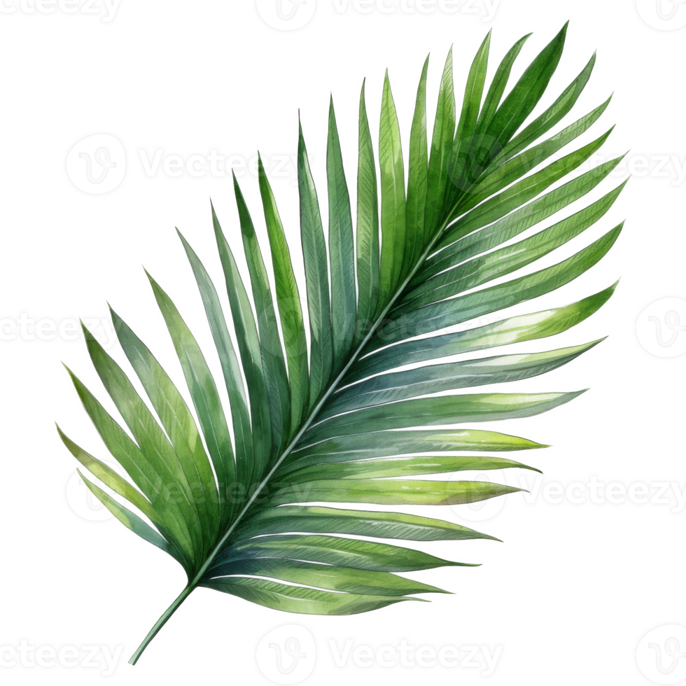 Coconut Leaf, Tropical Leaf Illustration. Watercolor Style. png