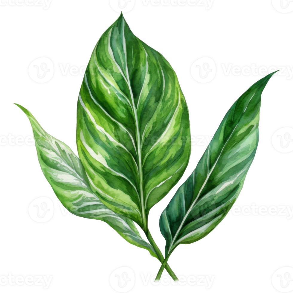 Chinese Evergreen, Tropical Leaf Illustration. Watercolor Style. png