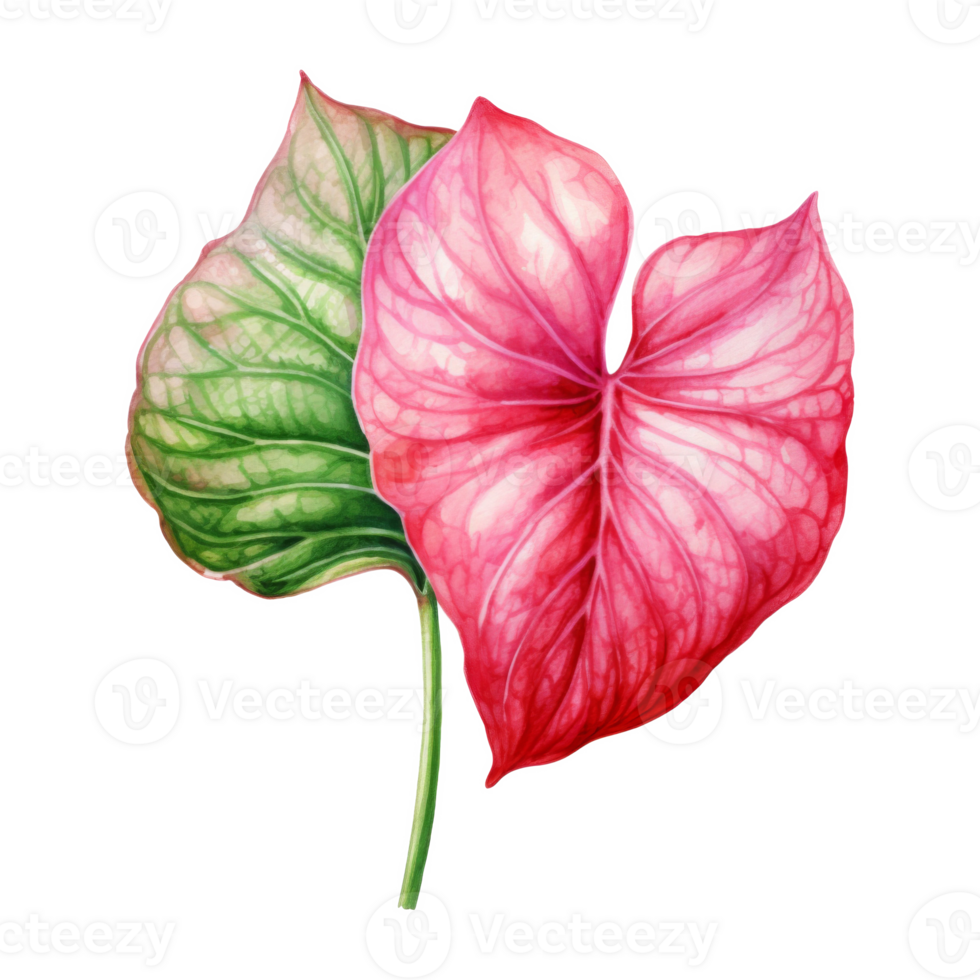 Fancy-Leaf Caladium, Tropical Leaf Illustration. Watercolor Style. png