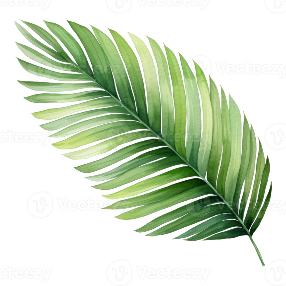 Coconut Leaf, Tropical Leaf Illustration. Watercolor Style. png