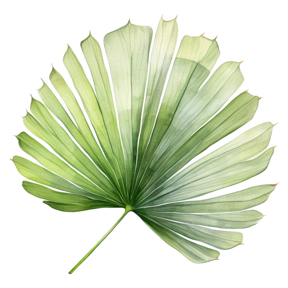Fan Palm Leaf, Tropical Leaf Illustration. Watercolor Style. png