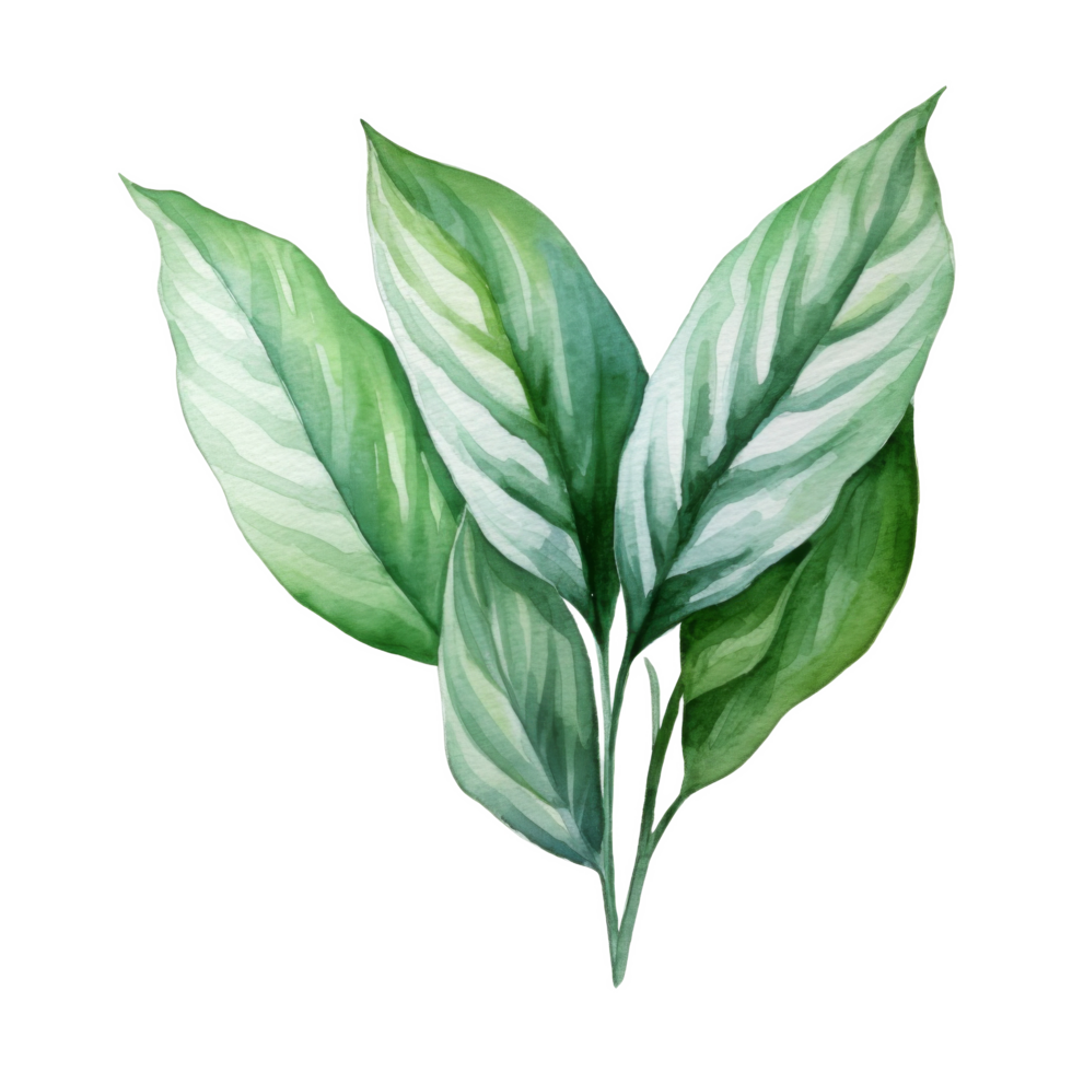 Chinese Evergreen, Tropical Leaf Illustration. Watercolor Style. png
