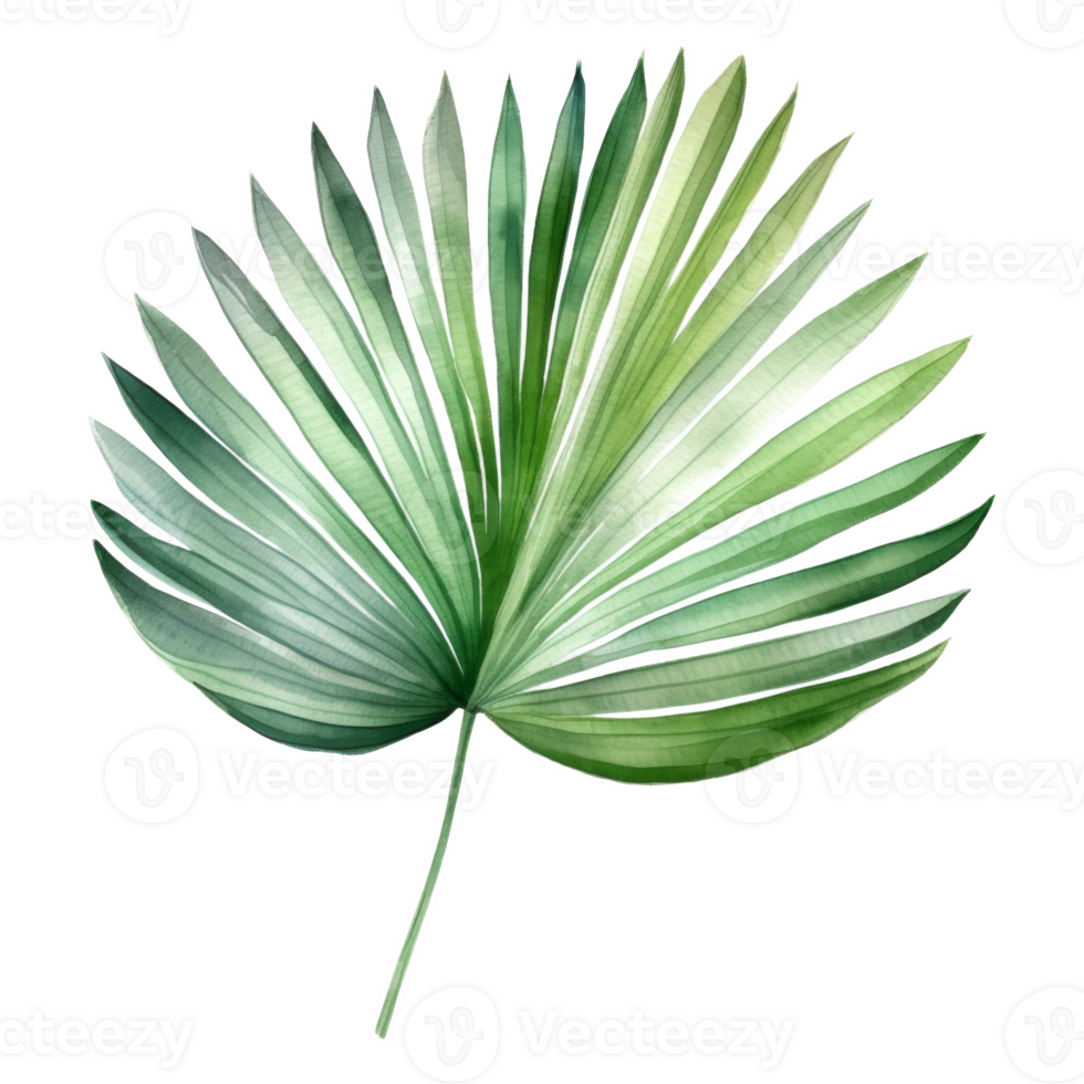 Fan Palm Leaf, Tropical Leaf Illustration. Watercolor Style. png