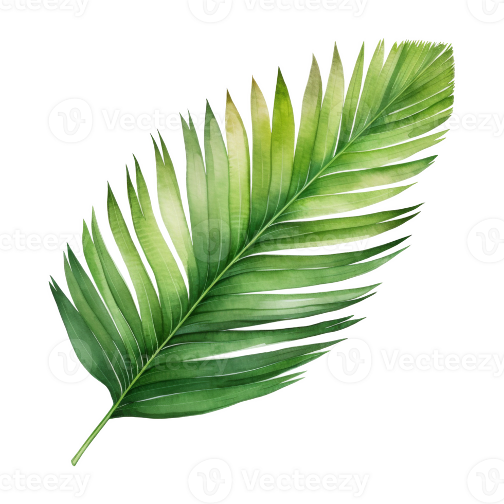 Coconut Leaf, Tropical Leaf Illustration. Watercolor Style. png