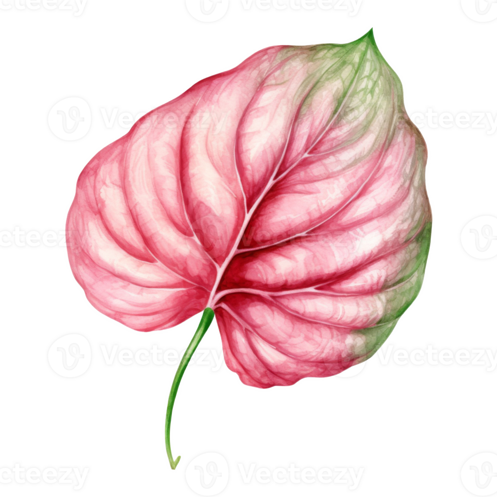 Fancy-Leaf Caladium, Tropical Leaf Illustration. Watercolor Style. png