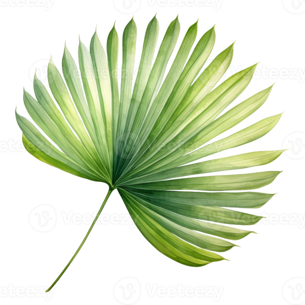 Fan Palm Leaf, Tropical Leaf Illustration. Watercolor Style. png