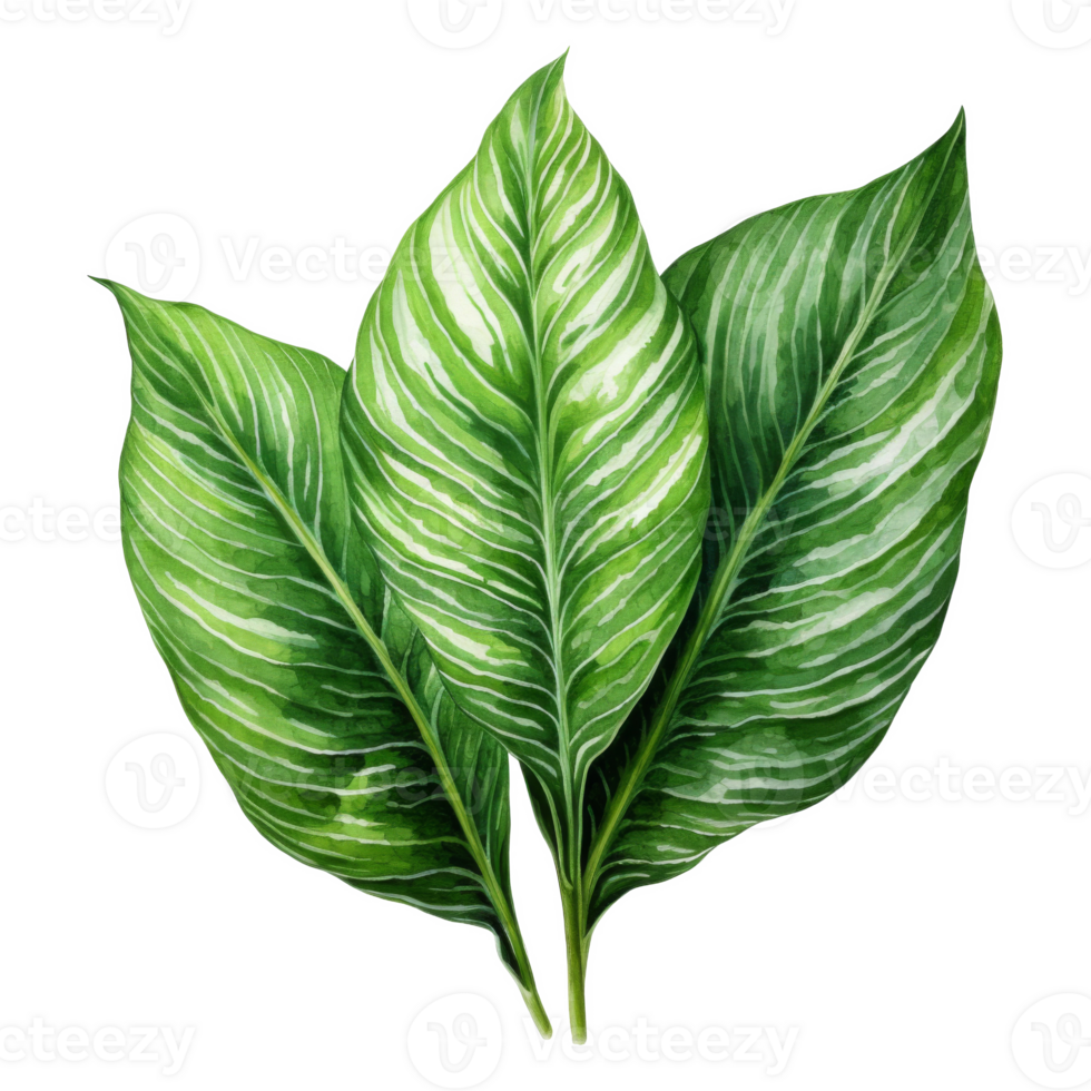 Chinese Evergreen, Tropical Leaf Illustration. Watercolor Style. png