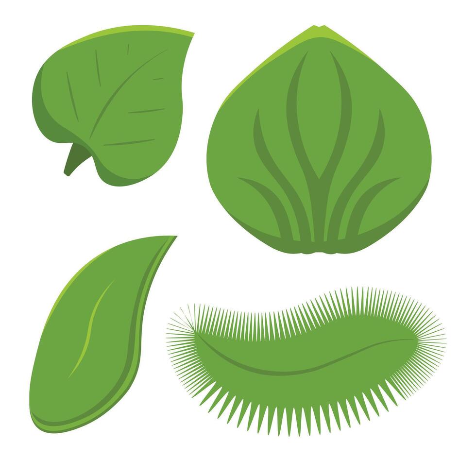Set of isolated green leaves. Botanical leaf green plant vector