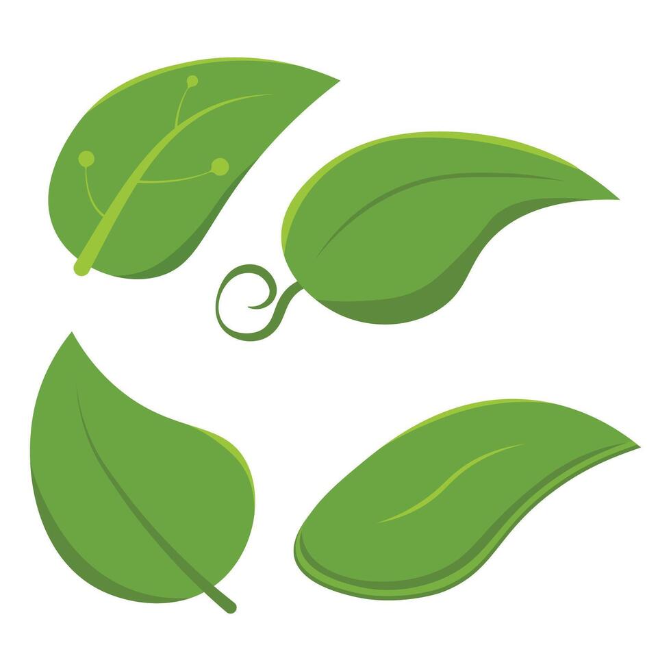 Set of isolated green leaves. Botanical leaf green plant vector