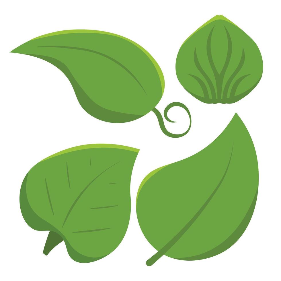 Set of isolated green leaves. Botanical leaf green plant vector