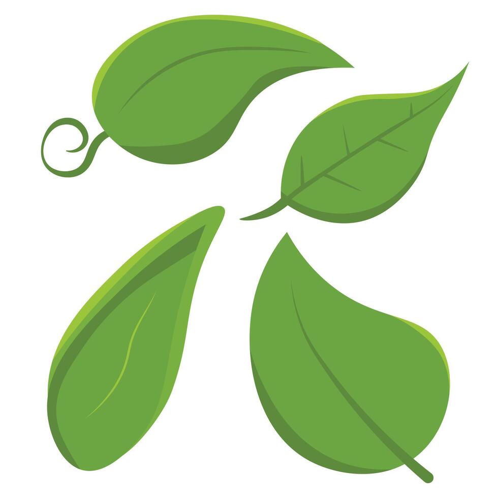 Set of isolated green leaves. Botanical leaf green plant vector