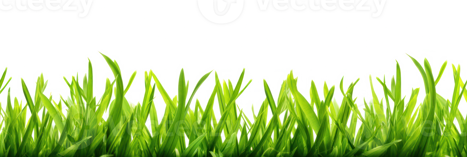 Close up of Dense Green Lawn. Green Grass Border Isolated On Background png
