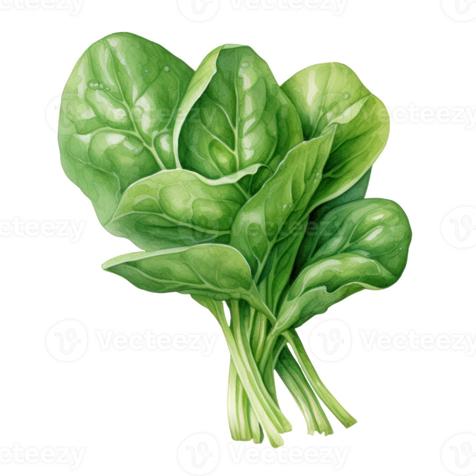 Green Spinach Leafs illustration. Fresh Spinach Green Leaves. Isolated on Background png