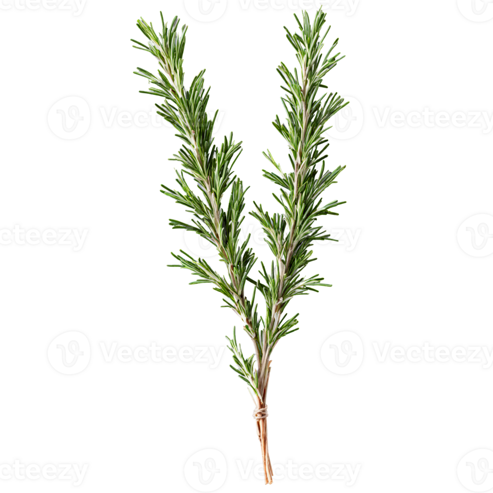 Fresh rosemary sprigs dark green color slender leaves woody stems Food and culinary concept png