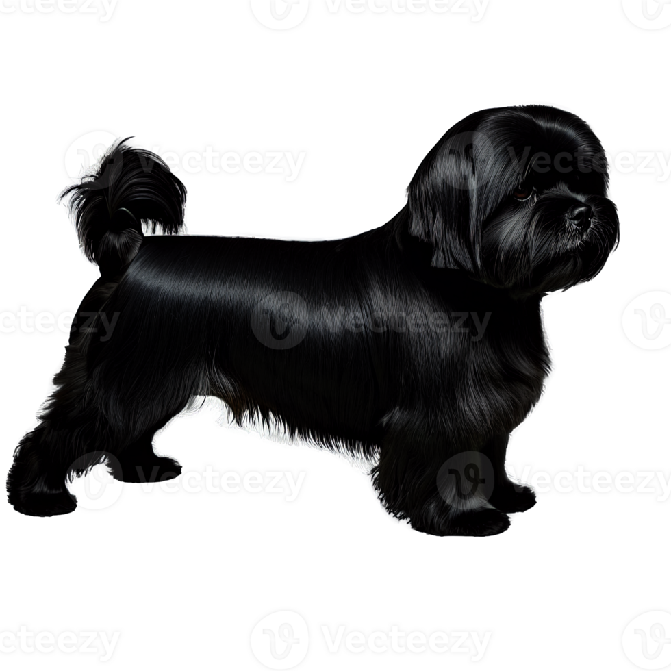Silhouette of Lhasa Apso Dog isolated on transparent background png