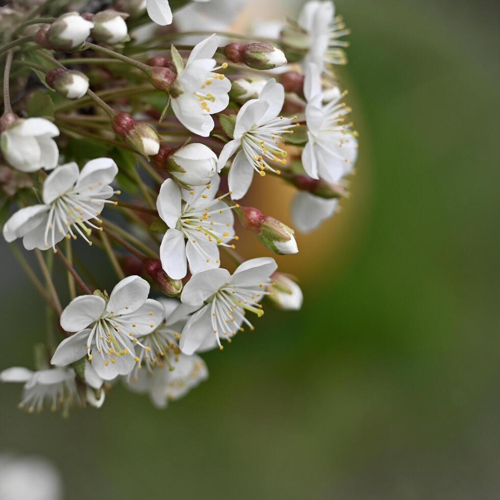 cherry blossoms in the garden with white flowers photo