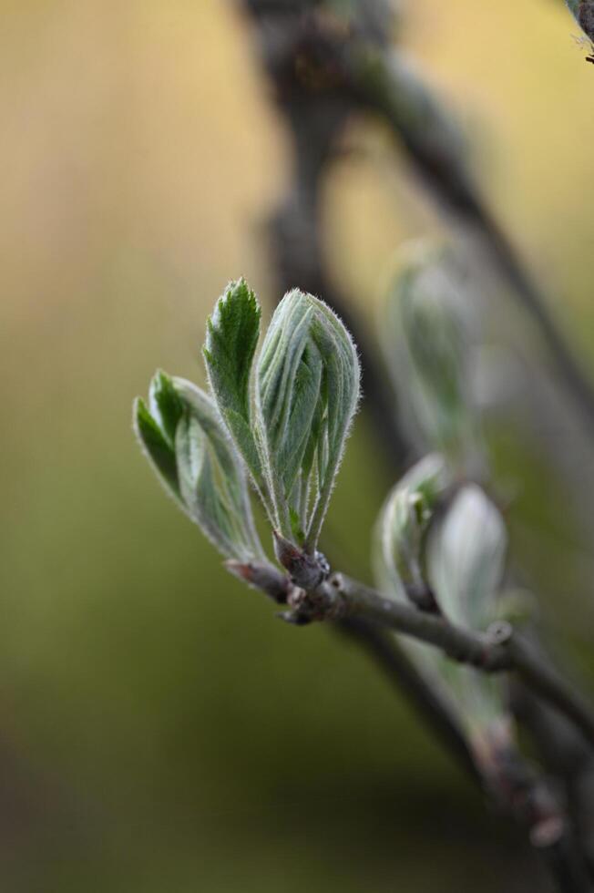 a close up of a tree branch with green leaves photo