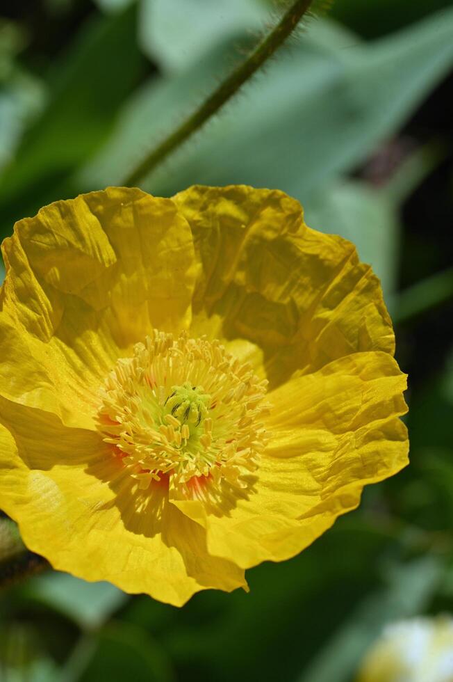 fragile yellow poppy flower on a green background photo