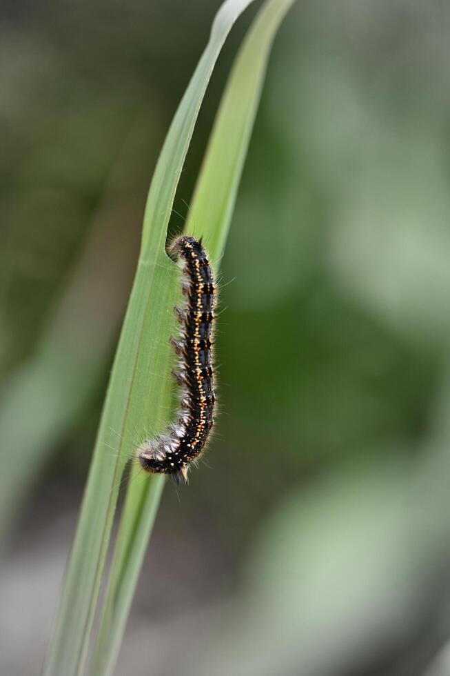 hairy worm gnaws green plants photo