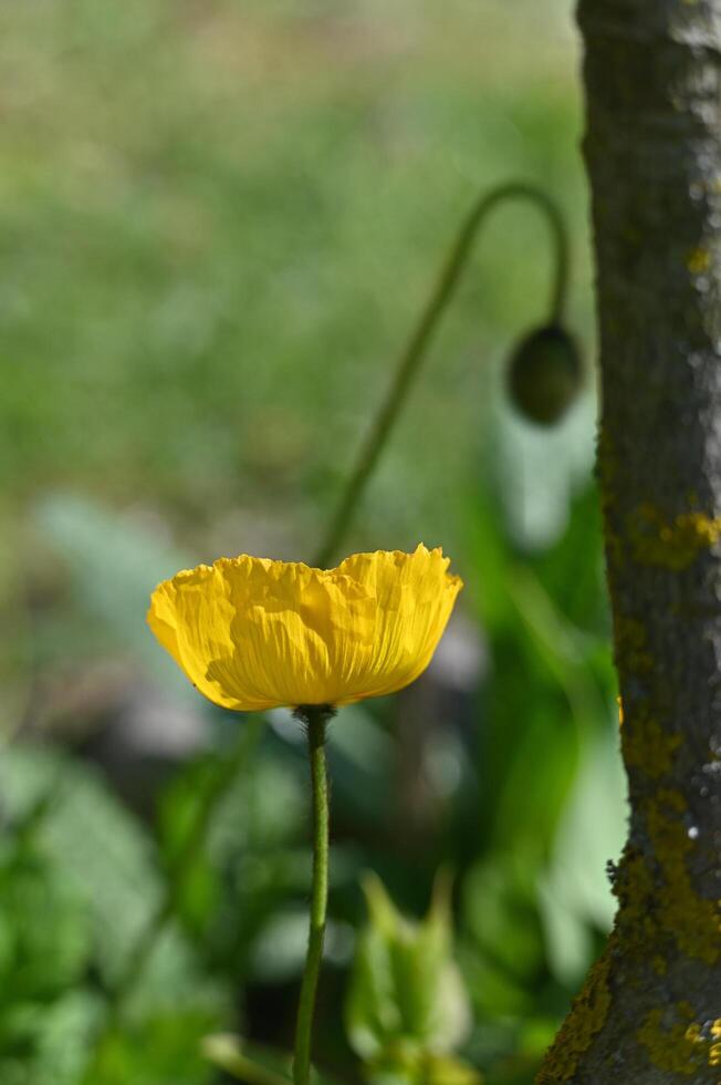 fragile yellow poppy flower on a green background photo