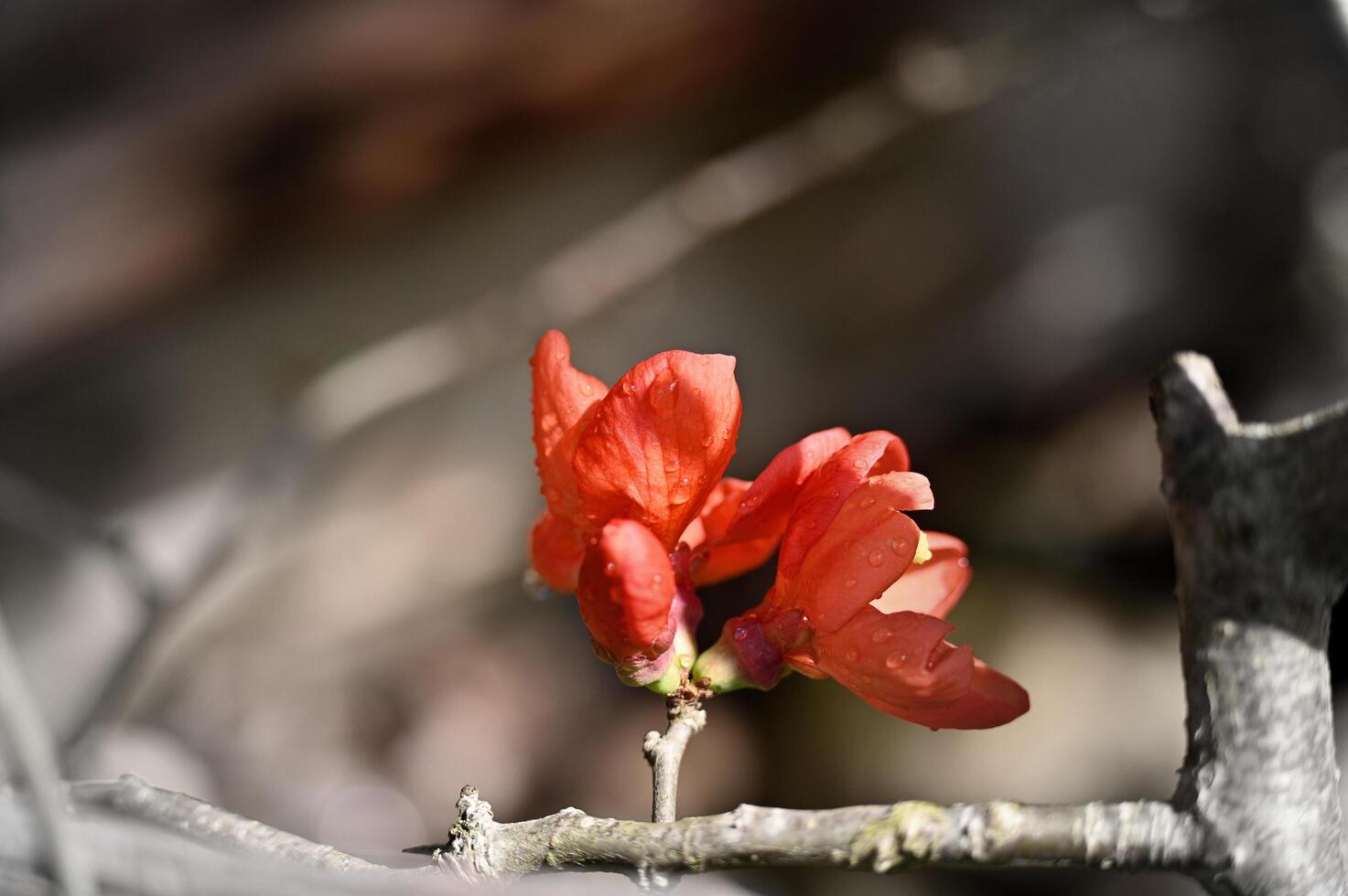 a small red flower is growing on a branch photo