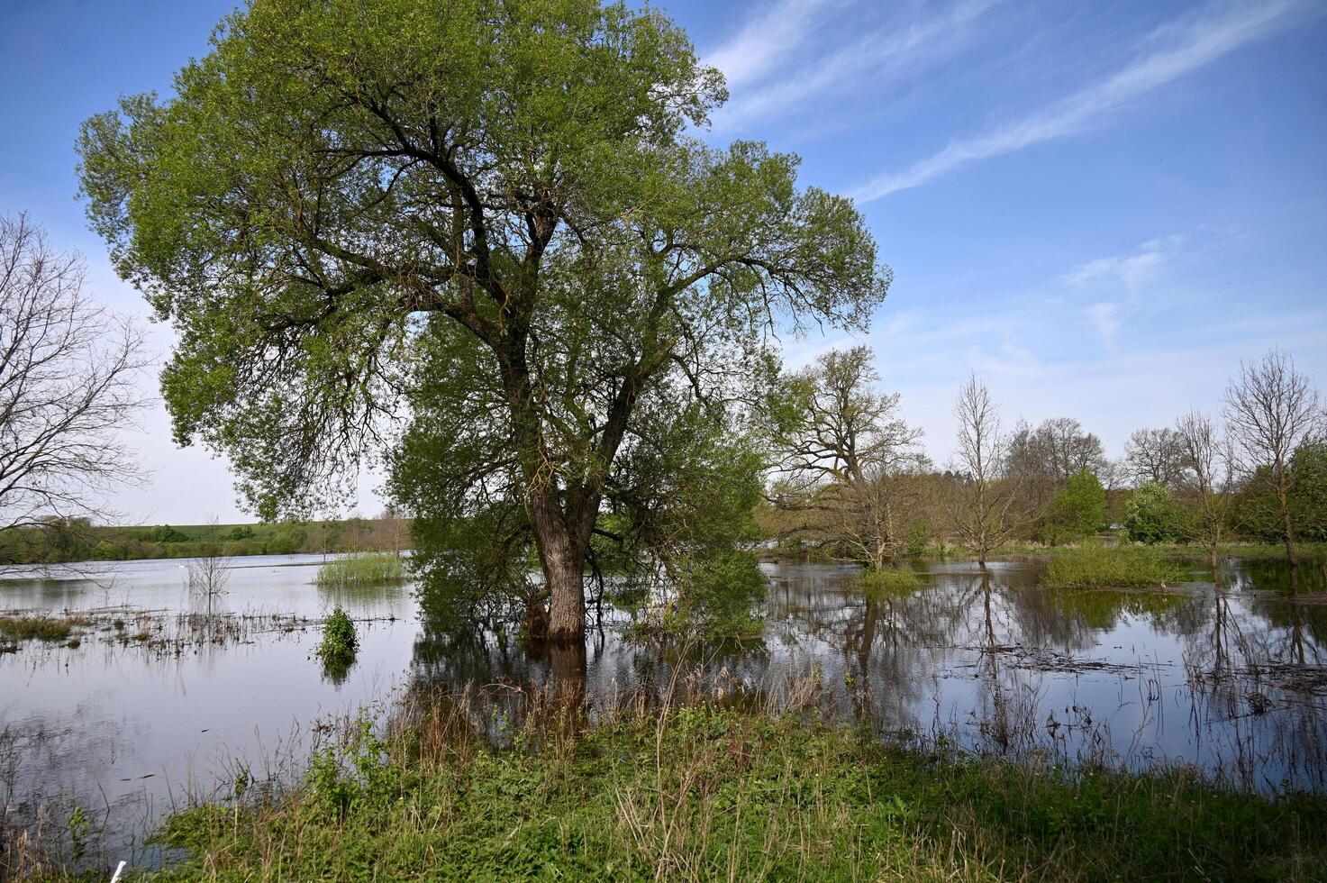marshland landscape in spring photo